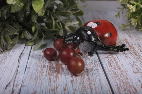 Animals insects bee and ladybug mantis fly on a wooden background Stock Photos