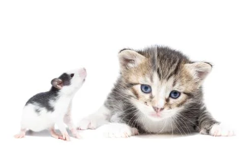 Animals on isolated background Stock Photos