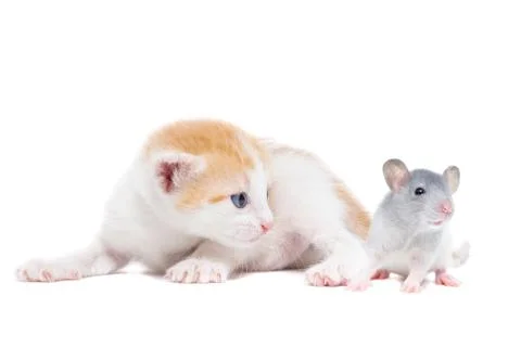 Animals on isolated background Stock Photos