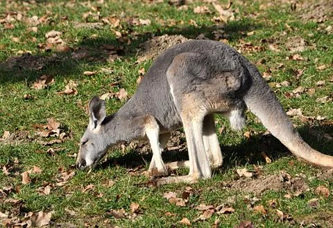 Animals - Kangaroo Stock Photos