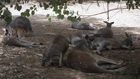 Animals kangaroos Stock Footage 259637103