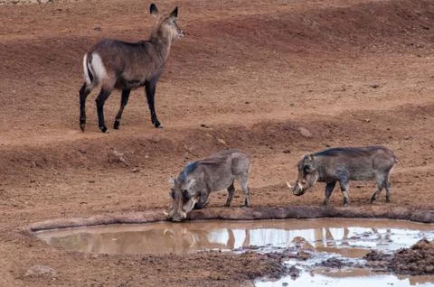 Animals in Kenya Stock Photos