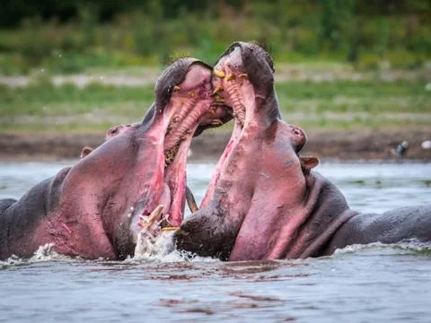 Animals in Kenya Stock Photos