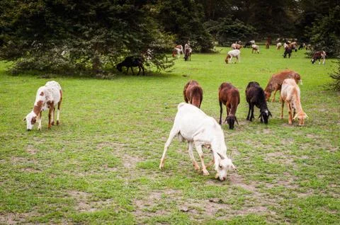 Animals in Kenya Stock Photos