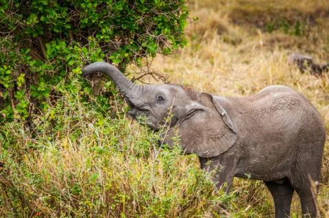 Animals in Kenya Stock Photos