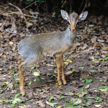 Animals in Kenya Stock Photos