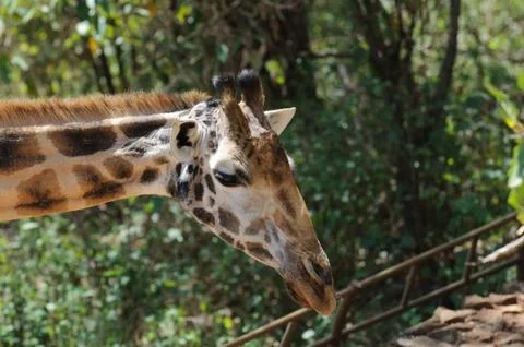 Animals in Kenya Stock Photos