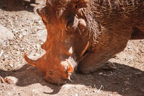 Animals in Kenya Stock Photos