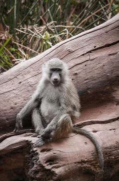 Animals in Kenya Stock Photos