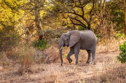 Animals in Kenya Stock Photos