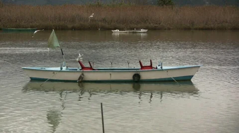 Animals on the lake 스톡 동영상 361871