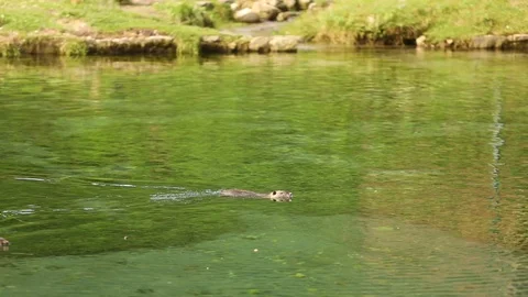 Animals in the lake Stock Footage 128451867