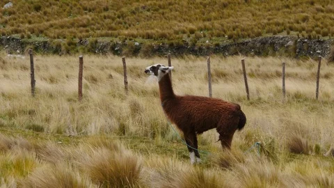 Animals, Lama in Peru, A cute llama eats in the mountain Stock Footage 106446185
