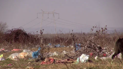 Animals on landfill with trash and plastic bags Stock Footage 36241284