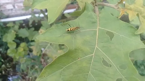 Animals on the leaves Stock Footage 220069458