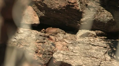 Animals living in rocks Stock Footage 12642912