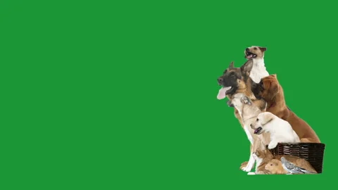 Animals looks on a green screen, side view Stock Footage 156849828