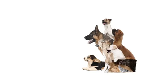 Animals looks on a white background, side view Video stock 252651430