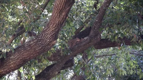 Animals mating on a tree Stock Footage 251989433