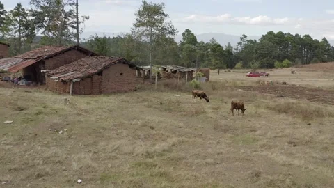 Animals in Mexico 库存影片 347853049