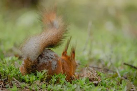 Animals molt in spring Stock Photos