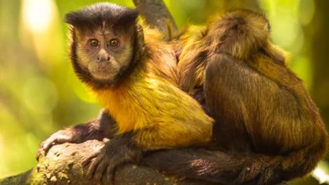 Animals at Monkeyland Foto stock