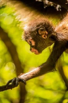 Animals at Monkeyland Foto stock