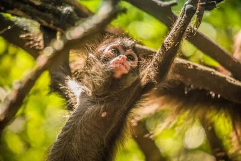 Animals at Monkeyland Stock Photos