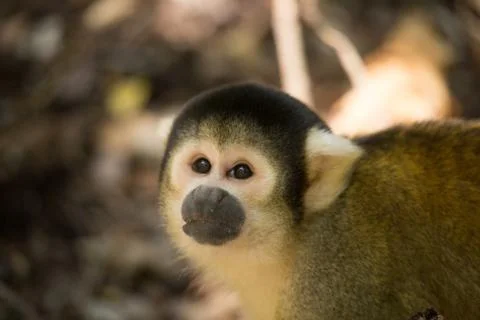 Animals at Monkeyland Stock Photos