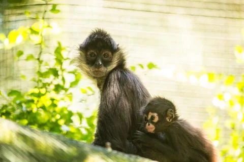 Animals at Monkeyland Stock Photos