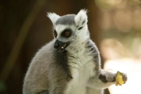 Animals at Monkeyland Stock Photos