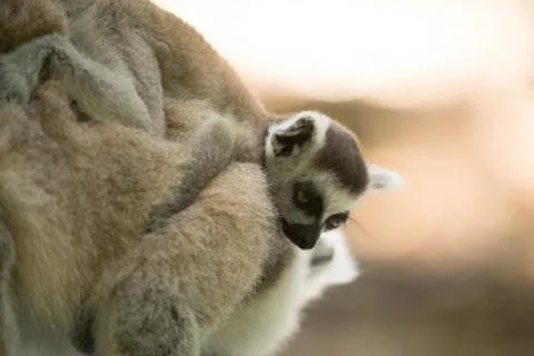 Animals at Monkeyland Foto stock