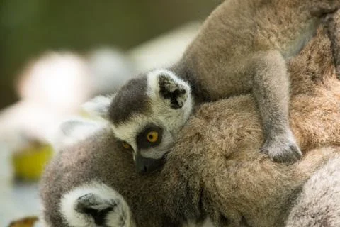 Animals at Monkeyland Stock Photos