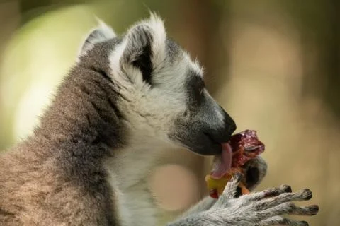 Animals at Monkeyland Stock Photos