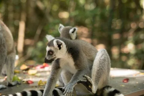 Animals at Monkeyland Foto stock