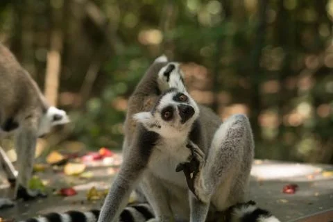 Animals at Monkeyland Stock Photos