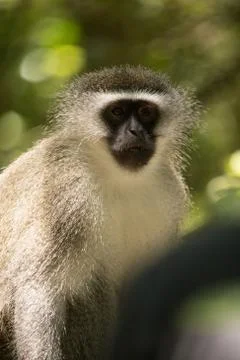 Animals at Monkeyland Stock Photos