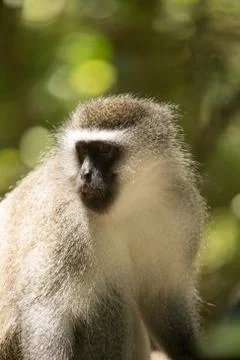 Animals at Monkeyland Stock Photos