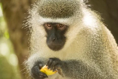 Animals at Monkeyland Stock Photos