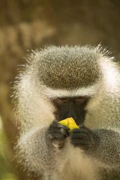 Animals at Monkeyland Foto stock