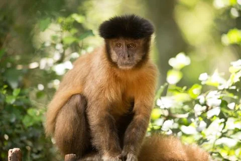 Animals at Monkeyland Stock Photos