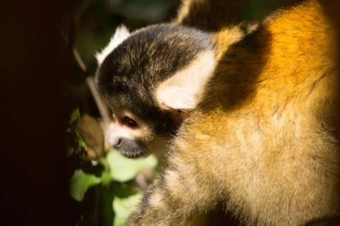 Animals at Monkeyland Stock Photos