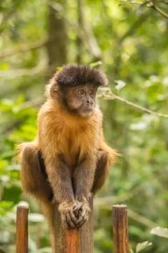Animals at Monkeyland Stock Photos
