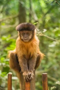 Animals at Monkeyland Stock Photos