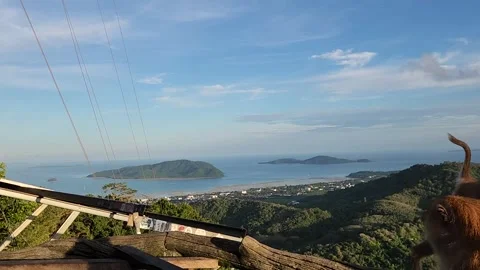 Animals, monkeys with a beautiful view of the ocean Video stock 252499456