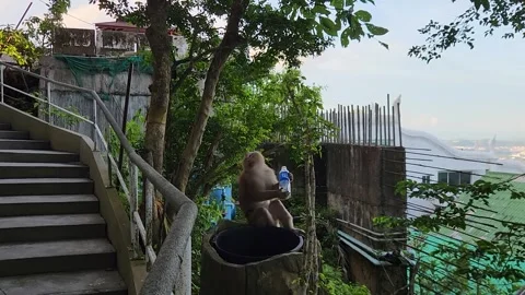 Animals, monkeys with a beautiful view of the ocean Vidéo 252502251