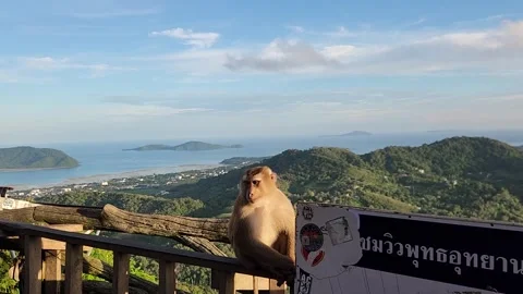 Animals, monkeys with a beautiful view of the ocean Vidéo 252503681
