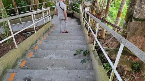 Animals, monkeys with a beautiful view of the ocean Vidéo 252505006