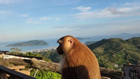 Animals, monkeys with a beautiful view of the ocean Stock-Footage 252505176
