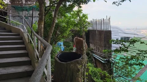 Animals, monkeys with a beautiful view of the ocean Vidéo 252505736